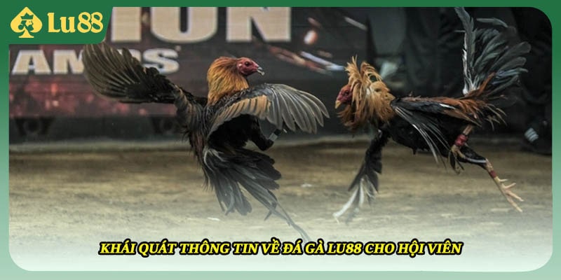 Khái quát thông tin về đá gà LU88 cho hội viên