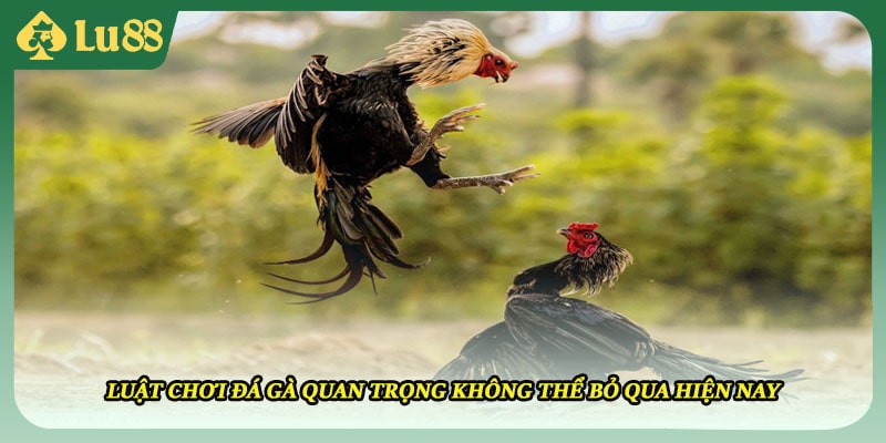 Luật chơi đá gà quan trọng không thể bỏ qua hiện nay